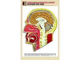 Рельефная таблица "Сагиттальный разрез головы" (формат А1, матовое ламинирование) - fgospostavki.ru - Екатеринбург
