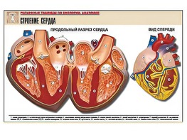 Рельефная таблица "Строение сердца" (формат А1, матовое ламинирование) - fgospostavki.ru - Екатеринбург