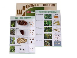 Коллекция "Шишки, плоды, семена деревьев и кустарников" - fgospostavki.ru - Екатеринбург