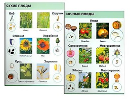Коллекция "Семена и плоды" - fgospostavki.ru - Екатеринбург