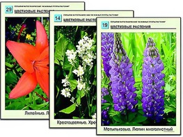 Гербарий фотографический "Основные группы растений" - fgospostavki.ru - Екатеринбург