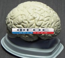 Модель "Мозг в разрезе" (белый) - fgospostavki.ru - Екатеринбург