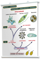 Плакаты по биологии для оформления кабинета. - fgospostavki.ru - Екатеринбург