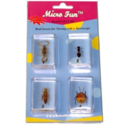 Набор микропрепаратов для стереомикроскопа №14 «Насекомые» - fgospostavki.ru - Екатеринбург