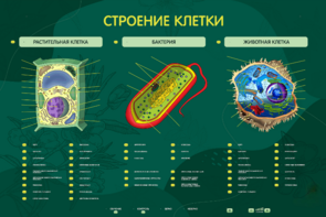 Электрифицированный стенд "Строение клетки" с маркерными полями - fgospostavki.ru - Екатеринбург