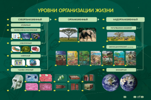 Электрифицированный стенд "Уровни организации жизни" - fgospostavki.ru - Екатеринбург