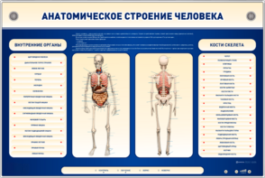 Электрифицированный стенд-тренажер c макетом скелета "Анатомическое строение человека" - fgospostavki.ru - Екатеринбург