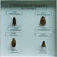 Коллекция энтомологическая "Представители отряда насекомых" - fgospostavki.ru - Екатеринбург